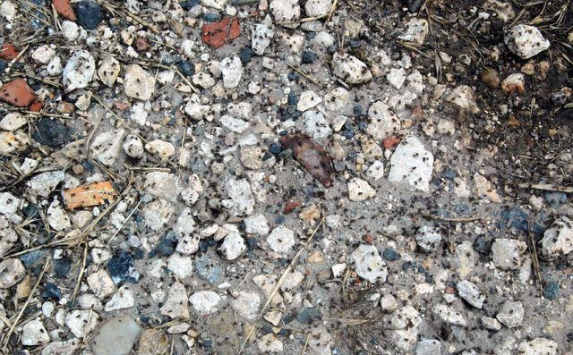 3 günde her yeri istila ettiler! Hangi tür oldukları tespit edilemiyor - Resim: 2