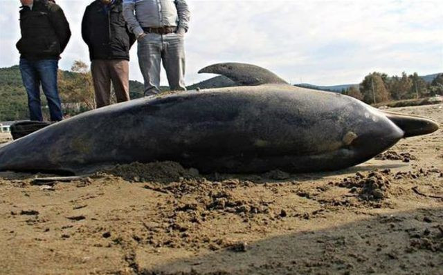 Sahilde kahreden görüntü! Görenler hem üzüldü hem şaşırdı - Resim: 2