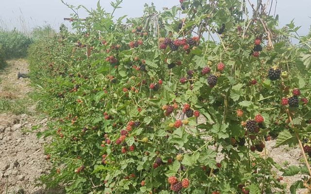 Belgeselden etkilendi, kolları sıvadı, siparişleri yetiştiremiyor - Resim: 0