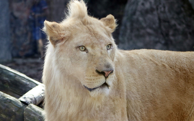 Dünyada 30 tane ama 4'ü Türkiye'de - Resim: 1