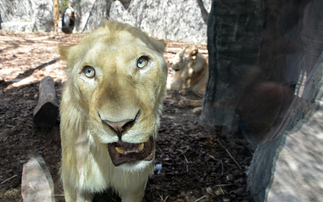 Dünyada 30 tane ama 4'ü Türkiye'de - Resim: 2