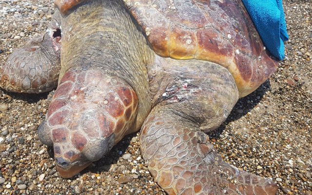 Yok böyle vicdansızlık! Caretta caretta tüfekle vurularak öldürüldü - Resim: 0