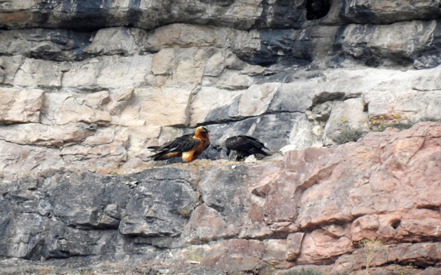 Türkiye'deki 4 akbaba türünden biri! Sakallı akbaba Gümüşhane'de görüntülendi - Resim: 0