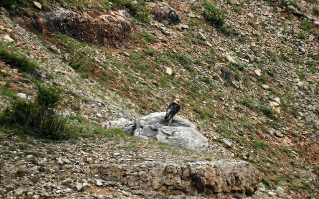 Türkiye'deki 4 akbaba türünden biri! Sakallı akbaba Gümüşhane'de görüntülendi - Resim: 1