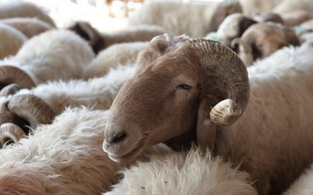 2019 Kurban fiyatları Diyanet açıkladı yurt içinde ve yurt dışında kaç lira olacak - Resim: 0