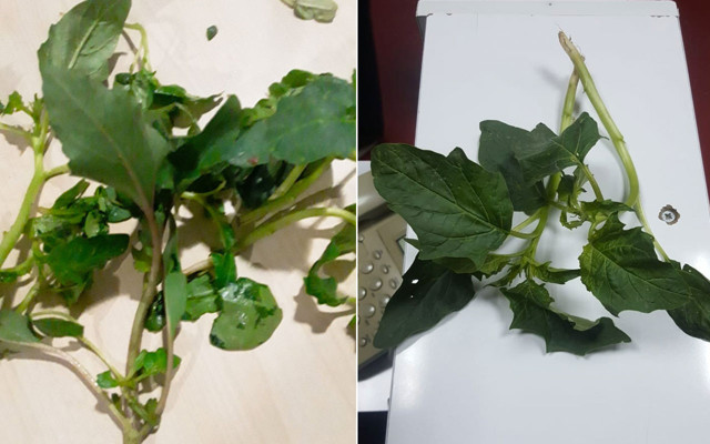 İşte Ispanağa karıştığı belirtilen bitkinin fotoğrafı - Resim: 0