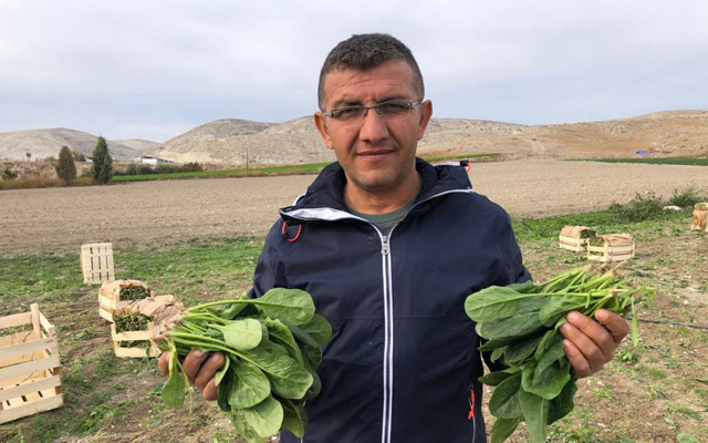 Zehirli ıspanağın nedeni belli oldu Sağlık Bakanlığı'ndan yeni açıklama - Resim: 4