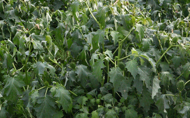 Zehirli ıspanağın nedeni belli oldu Sağlık Bakanlığı'ndan yeni açıklama - Resim: 3