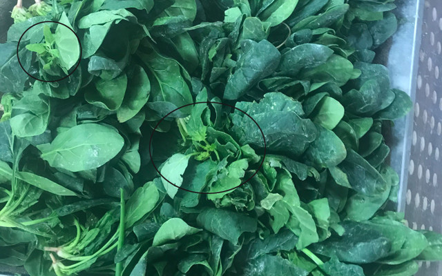 Zehirli ıspanağın nedeni belli oldu Sağlık Bakanlığı'ndan yeni açıklama - Resim: 0