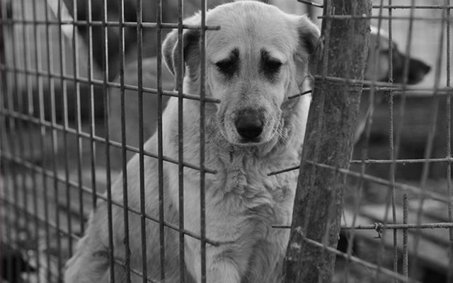Hayvanını terk edene 10 bin TL ceza kötü mualemeye 2 yıl hapis - Resim: 1