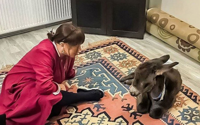 Sezen Aksu sahiplendiği sıpaya, yalısının kapılarını açtı - Resim: 0