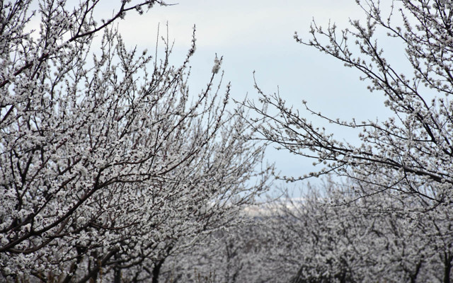 Malatya'da kayısı ağaçları çiçek açtı düğün fotoğraflarının mekanı oldu - Resim: 0