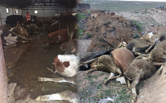 Aksaray'da telef olan 23 ineğin sahibi kadın: Sütünü satarak çocuklarımı okutuyordum - Resim: 0