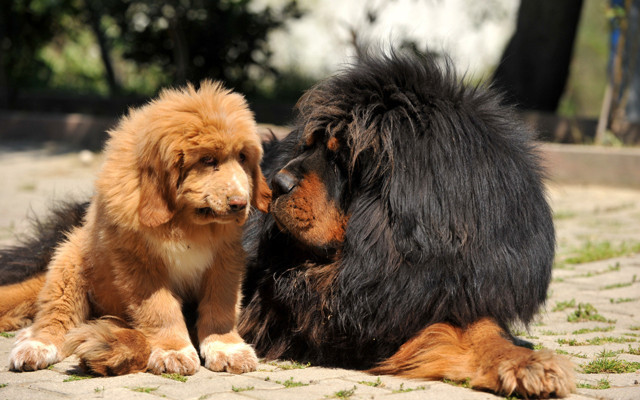 Bursa'da 12 ülkeye cins köpek satıyor değeri 300 bin TL olan da var - Resim: 1