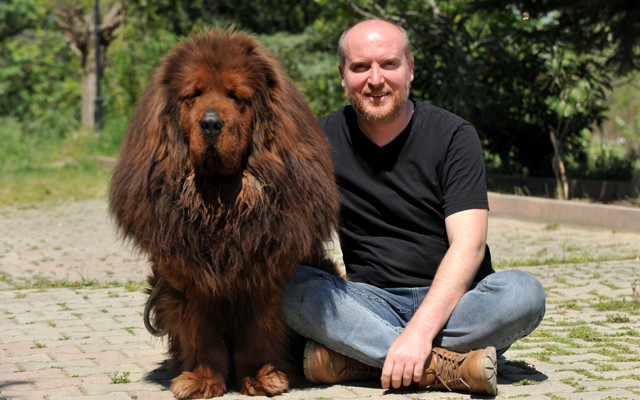 Bursa'da 12 ülkeye cins köpek satıyor değeri 300 bin TL olan da var - Resim: 0