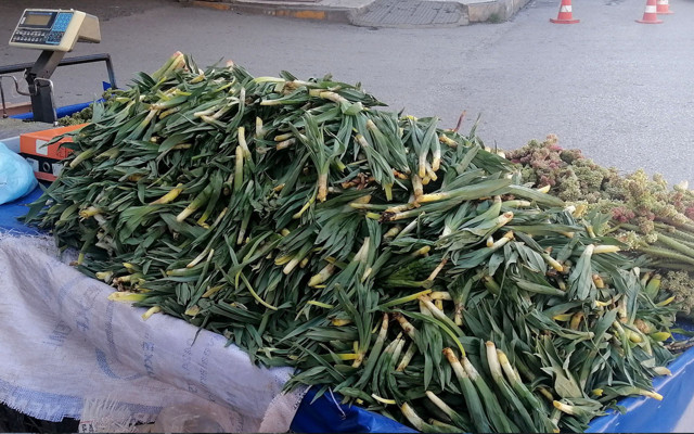 'Işkın' kanser savar olarak biliniyor Doğu Anadolu'da yayla muzu diyorlar - Resim: 1