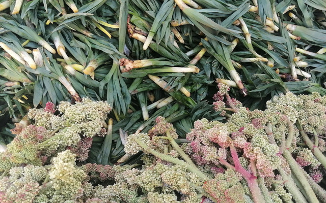 'Işkın' kanser savar olarak biliniyor Doğu Anadolu'da yayla muzu diyorlar - Resim: 2