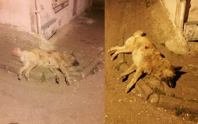 Samsun'da insanlığı öldüren olay! Köpek bıçaklanarak katledildi mahalle tepki gösterdi - Resim: 0