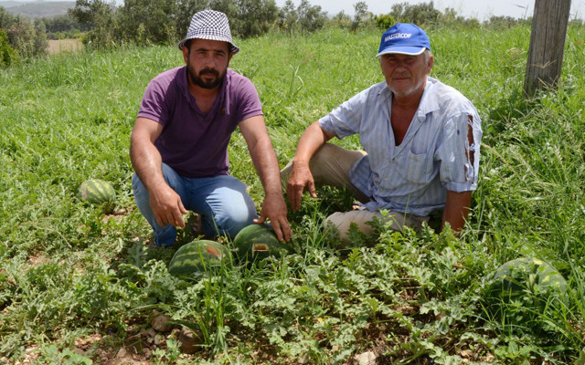 Antalya'da karpuz hırsızlarını çiftçi yakaladı ekiplere teslim etti - Resim: 0