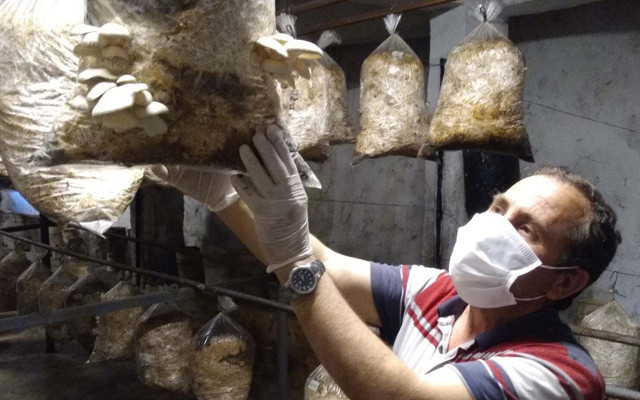 Manisa'da emekli öğretmen samandan mantar üretiyor - Resim: 1