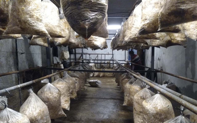 Manisa'da emekli öğretmen samandan mantar üretiyor - Resim: 0