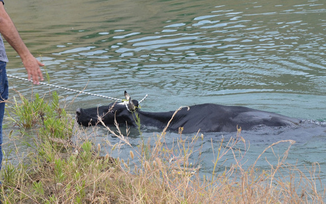 Manisa'da 30 metreden suya düştü itfaiye seferber oldu - Resim: 0