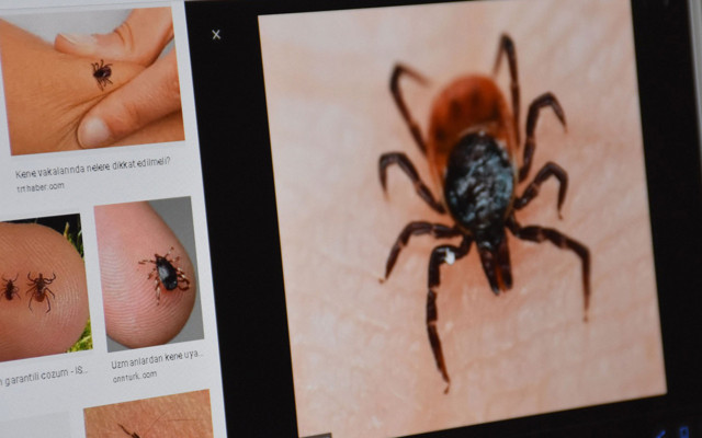 Sivas'ta 'kene'den 8 kişi öldü! Türkiye'de ölü sayısı 18'e vaka sayısı 492'ye çıktı - Resim: 0