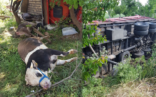 Sivas'ta kamyonet elektrik direğine çarpınca olanlar oldu - Resim: 0