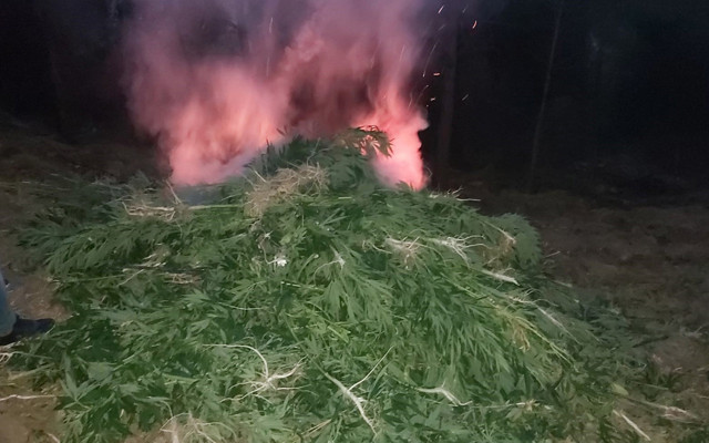 Hatay'da uyuşturucu operasyonu ormanlık alanda Hint keneviri ele geçirildi - Resim: 0