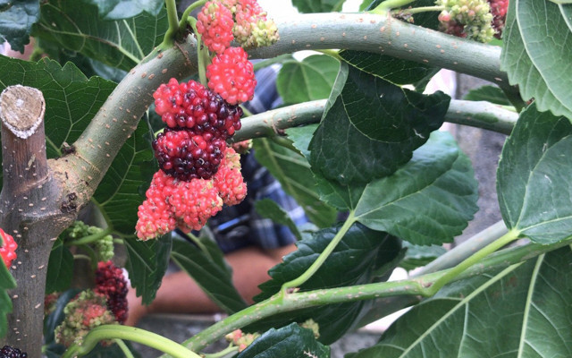 Çanakkale'de ektiği ağacın bu yıl verdiği meyveyi görünce şaşırıp kaldı - Resim: 0