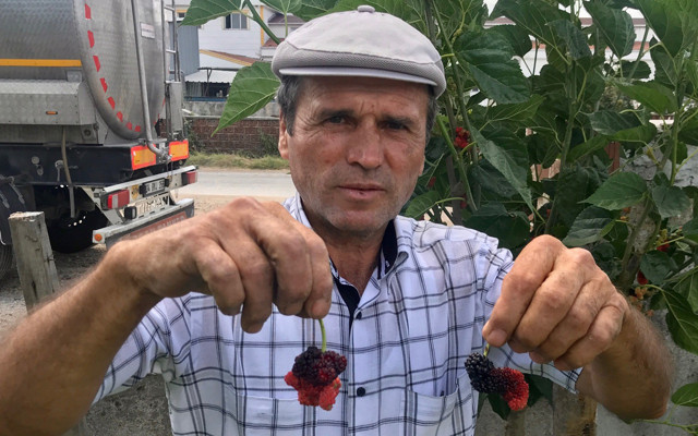 Çanakkale'de ektiği ağacın bu yıl verdiği meyveyi görünce şaşırıp kaldı - Resim: 1