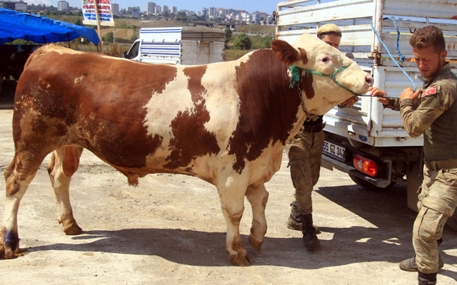 İşte 1250 kilogramlık Şampiyon! 22 bin 500 liraya alıcı buldu - Resim: 0