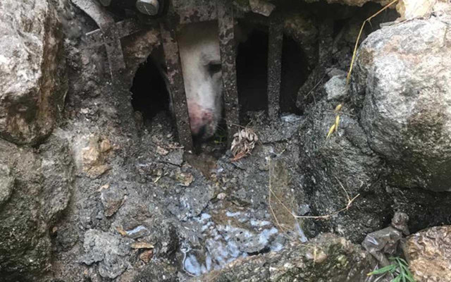 Denizli'de sen oraya nasıl girdin arkadaş! Kurtarma operasyonu nefes kesti - Resim: 0