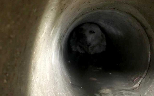 Denizli'de sen oraya nasıl girdin arkadaş! Kurtarma operasyonu nefes kesti - Resim: 2