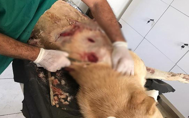 Köpeğe tecavüz ederek öldürdü! Sosyal medyada Volkan Uzun tepkisi - Resim: 0