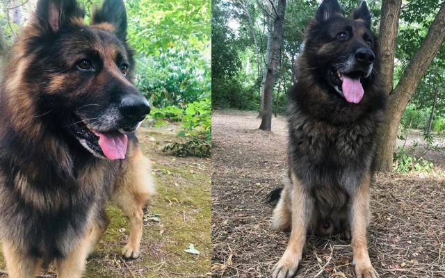 Sarıyer'de eşini ısıran köpeği katletti - Resim: 1