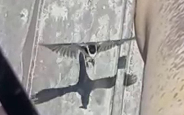 Erzurum'da kuşun yuva yaptığı yer şaşırttı sürekli takip ediyordu - Resim: 1