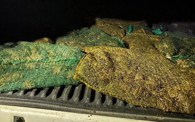 Şırnak'ta kaçak kurbağa avlayan 10 kişiye rekor ceza - Resim: 0