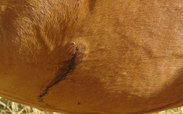 Batman'da 18 yerinden saldırıya uğrayan atın sahibi: Tüfekle ateş edilmiş - Resim: 0