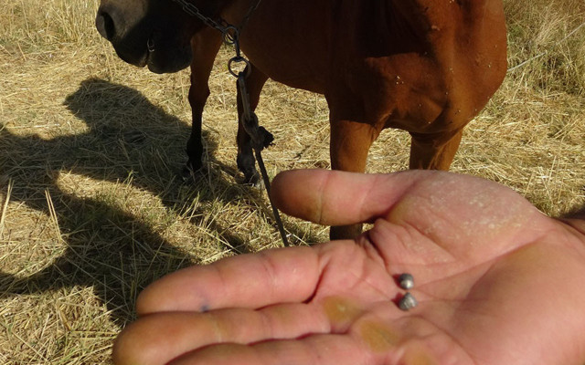 Batman'da 18 yerinden saldırıya uğrayan atın sahibi: Tüfekle ateş edilmiş - Resim: 1