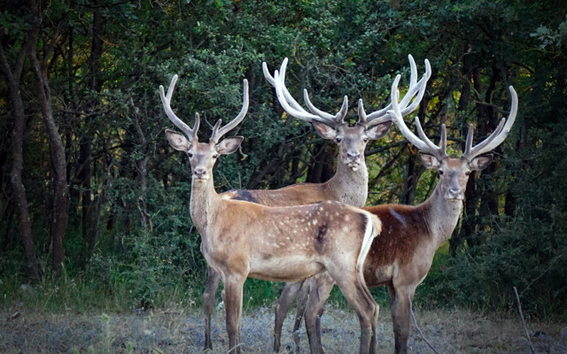 Kastamonu'da ava çıkarılan 7 geyik mahkeme kararıyla iptal edildi Bursalı avukat başardı - Resim: 0