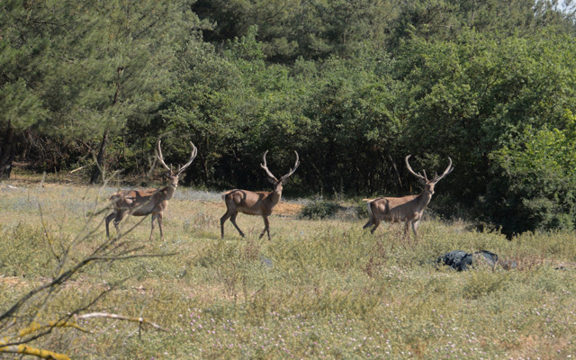 Kastamonu'da ava çıkarılan 7 geyik mahkeme kararıyla iptal edildi Bursalı avukat başardı - Resim: 1