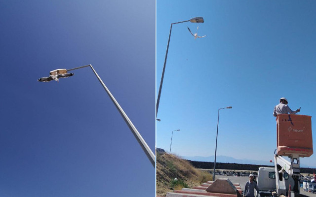 Bitlis'te ayağına maske takılan martı direkte asılı kaldı - Resim: 0