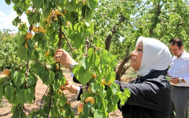AK Partili Öznur Çalık Malatya'ya müjde verdi: TMO Pazartesi günü kayısı alımına başlıyor - Resim: 0