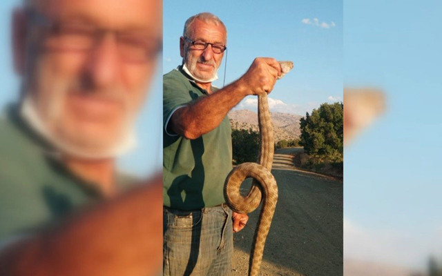 Erzincan'da kendisine saldıran koca engerek yılanını boğazından yakaladı - Resim: 0