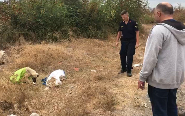 Çanakkale'de ikinci vahşet! Vicdansızların sokak köpeğine yaptığına bak - Resim: 0