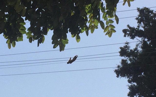 Kocaeli'de hayvanat bahçesinden kaçan maymun akıma kapılarak telef oldu - Resim: 1