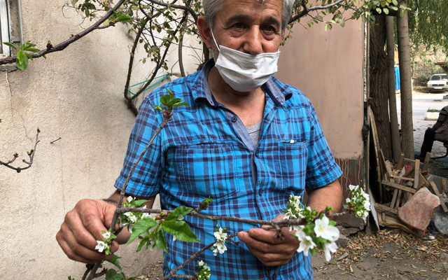 Kimse buna inanamıyor Niğde'de kiraz ağacı şaşkına çevirdi - Resim: 1