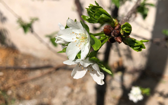 Kimse buna inanamıyor Niğde'de kiraz ağacı şaşkına çevirdi - Resim: 0