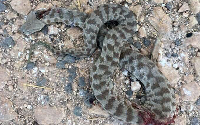 Şanlıurfa'da 13 yaşındaki Civan, engerek yılanı tarafından ısırıldı - Resim: 1